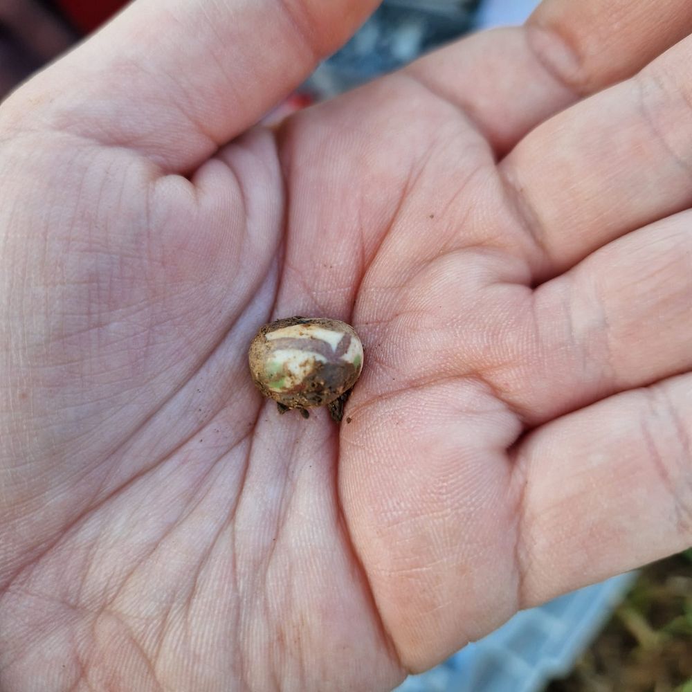A small glass bead in the palm of my hand, photographed after being lifted from near the brooch.