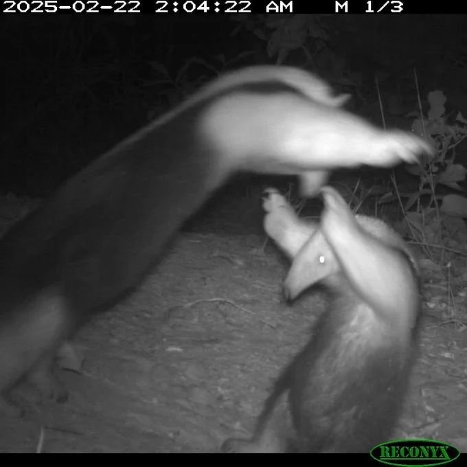 Aardvarks on nature camera look like they're dancing