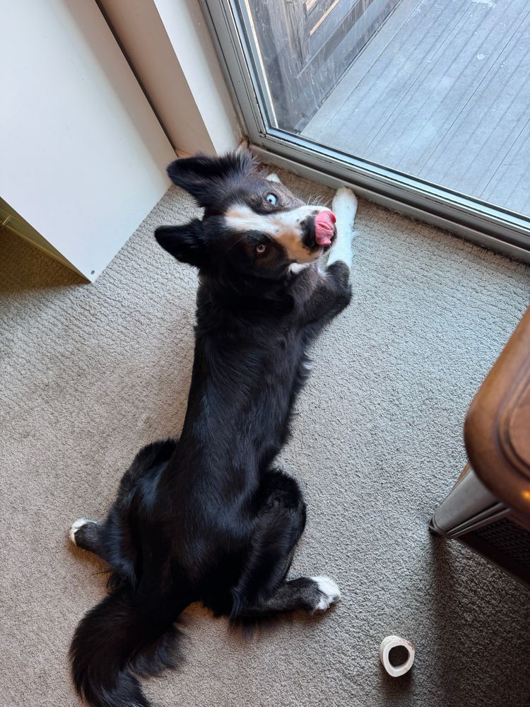 Black and white dog lying on floor facing glass door, with tongue out. 