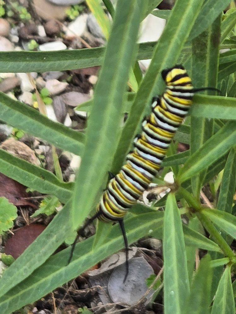 Monarch caterpillar hanging head down from a milkweed leaf