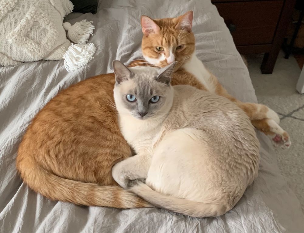 Two cats cuddling on a bed. One is an orange and white tabby, the other is white with gray points. 