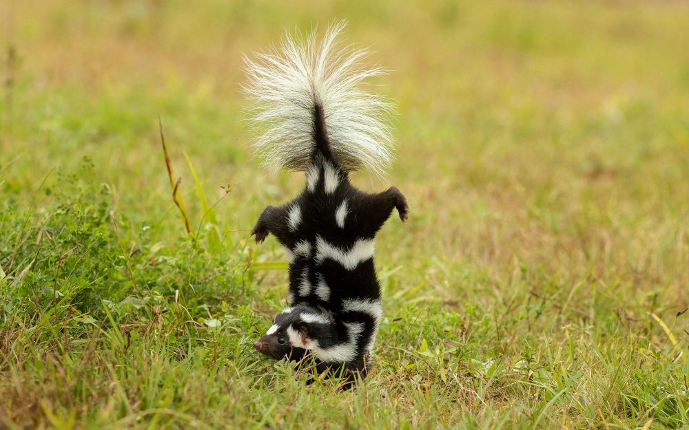 Beware the Handstand of the Spotted Skunk