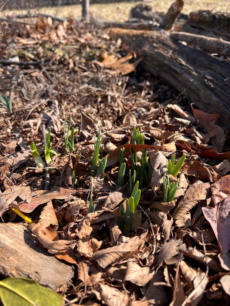 Bulb buds poking through some leaves and dirt.