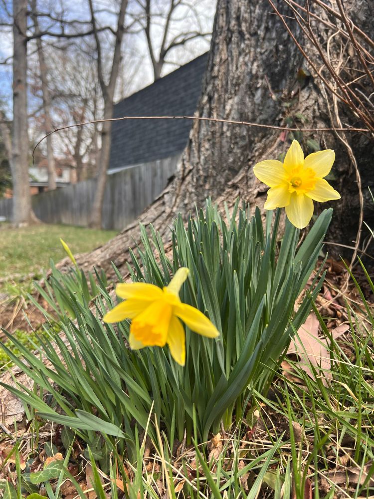 Two blooming daffodil flowers