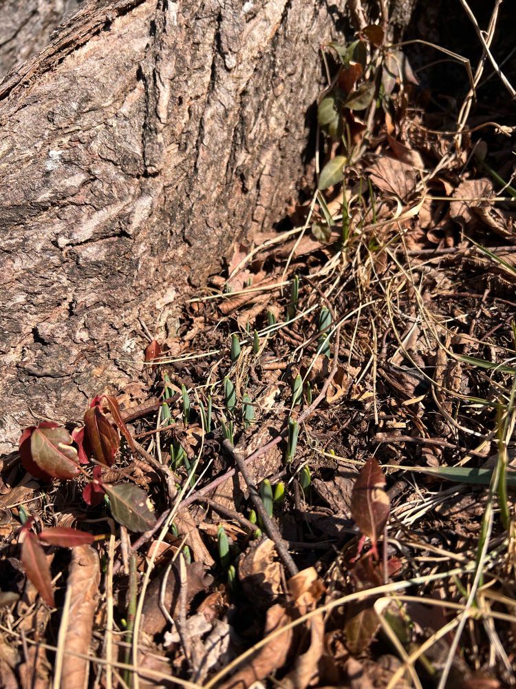 Bulb buds at the base of a tree poking through some leaves and dirt.