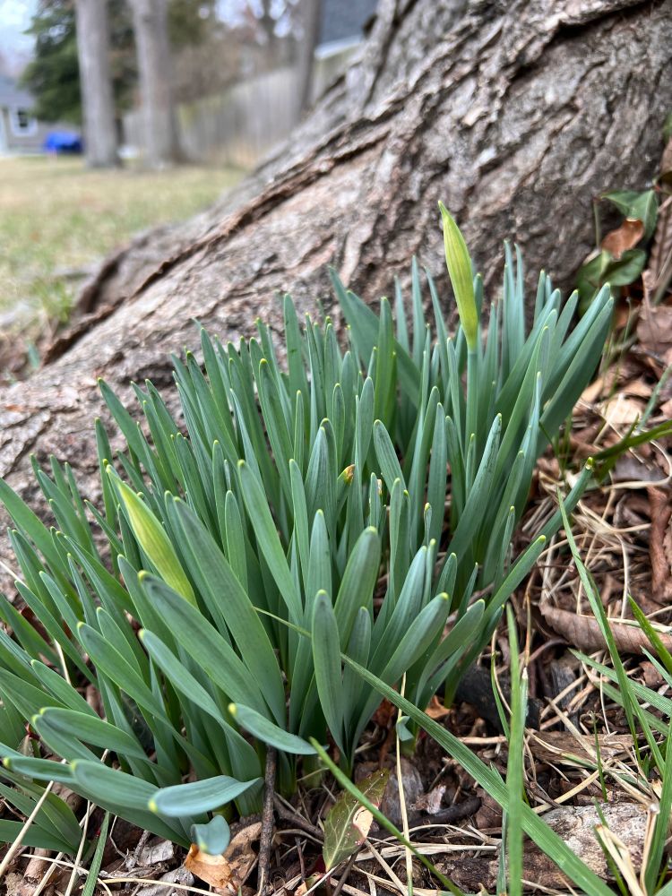 Flowers about to bloom