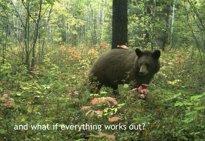 A black bear in a green grassy forest with “and what if everything works out” in text