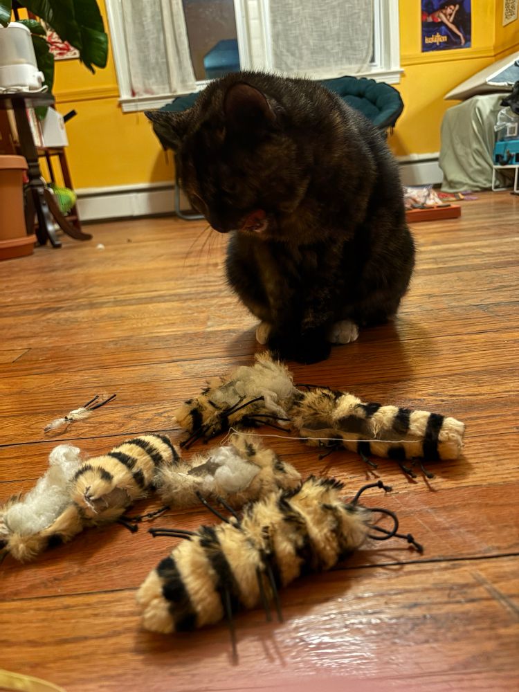 our tortoiseshell cat tibs aka tibby standing over the desiccated corpses of 5 of her favorite furry caterpillar toys.   