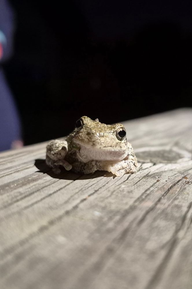 Little frog buddy hanging out on my front porch tonight.