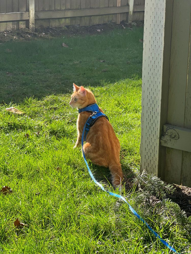 A ginger cat wearing a blue harness and leash, sitting on a sunlit lawn with his back to the camera and looking to the left side of the frame