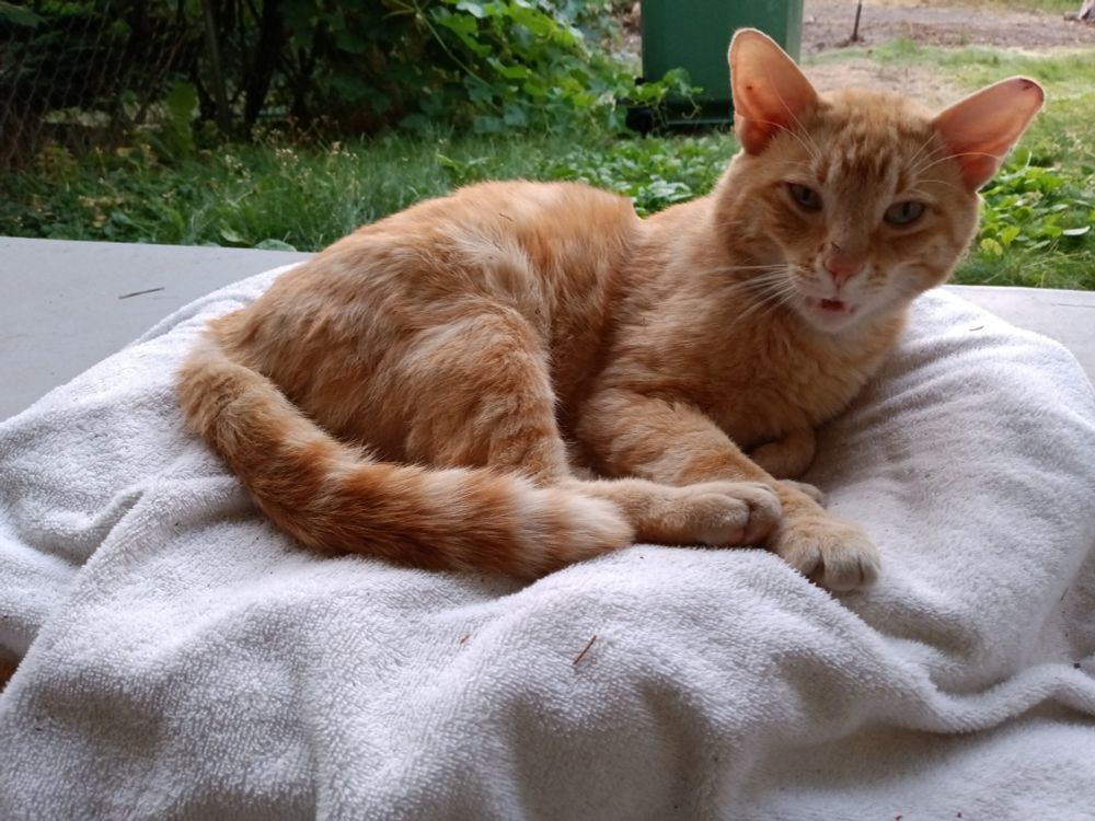 Orange cat making an oooooo face