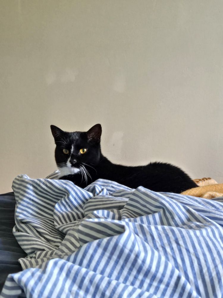 A tuxedo cat lies on a bed kn top of blue striped covers. She stares intensely.