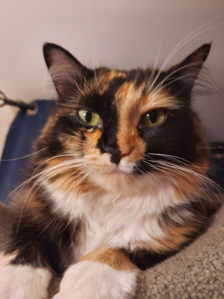 Delilah, the most beautiful cat ever, is staring intensely into your soul. She might approve, she might not. She will not tell us. Good luck with that. 
