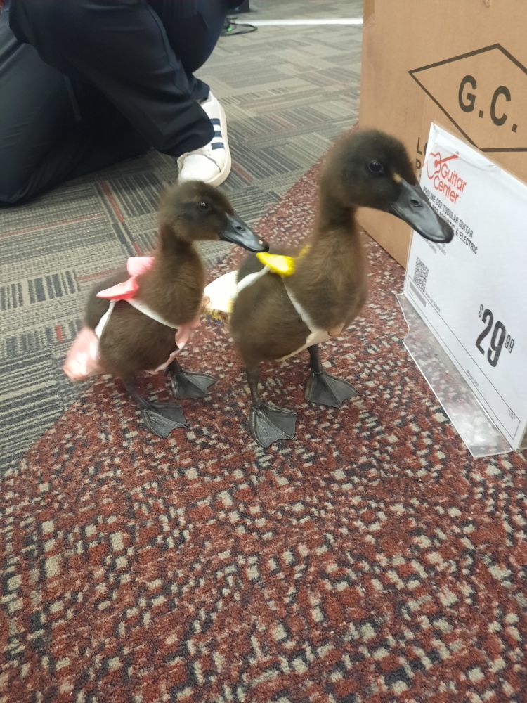 A poorly taken photo of a pair of baby Cayuga ducks wearing diapers and cute little bows. One wears pink, the other wears yellow. The fuzzy brown downy feathers feel as soft as they look like they would, and the beaks and webbed feet are a shiny black. Yup. I got to pet baby ducks today. The Guitar Center logo on the sign on the floor next to the birds might provide a hint to where I work. We don't usually have bird visitors inside our store, so this was quite special for a birder like myself. I hope you get to pet a baby duck soon, too!!