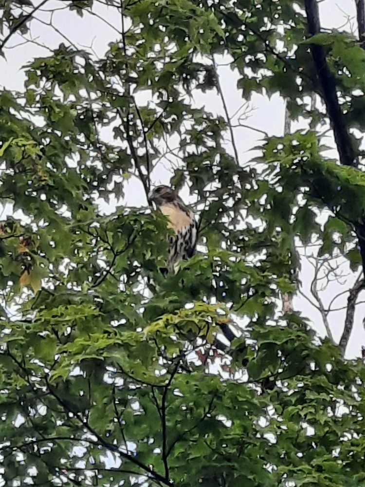 A poorly taken photo of a Red-tailed Hawk perched among the leaves of a maple tree, looking down to its right (our left), hoping for a snack to appear. Out of site and hidden deep in the brush below, a Gray Catbird hollers an alarm call. MEOWWWW!!! MEOWWWW!!! No snacks were found for the hawk. I hope that you are able to find snacks today. Yummy snacks. Have a great one!!!