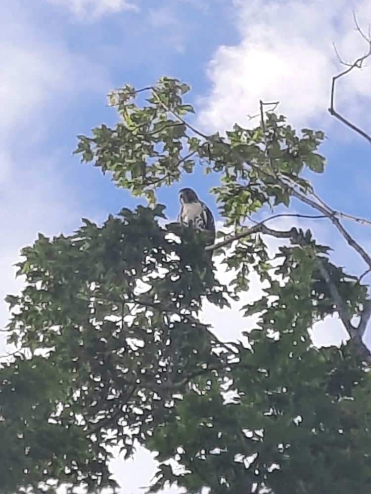 A poorly taken photo of a juvenile Red-tailed Hawk perched atop a tree in my backyard. The dark green leaves contrast with the light blue sky and white puffy clouds. If you're not familiar with juvenile Red-tailed hawks, they are obnoxiously loud and constantly shrieking. The nest isn't far away. Just across the street and about 100 yards into the woods. My backyard is a favorite place for them to practice hunting. They can be pretty clumsy at first. So can I. Have a great day!!
