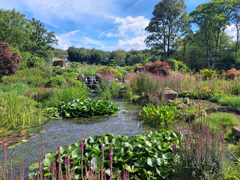 Waterfall at RHS Bridgewater in the Japanese garden