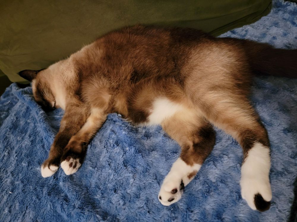 Big Siamese cat asleep on his right side on top of a fuzzy blue blanket with his back against the green couch 