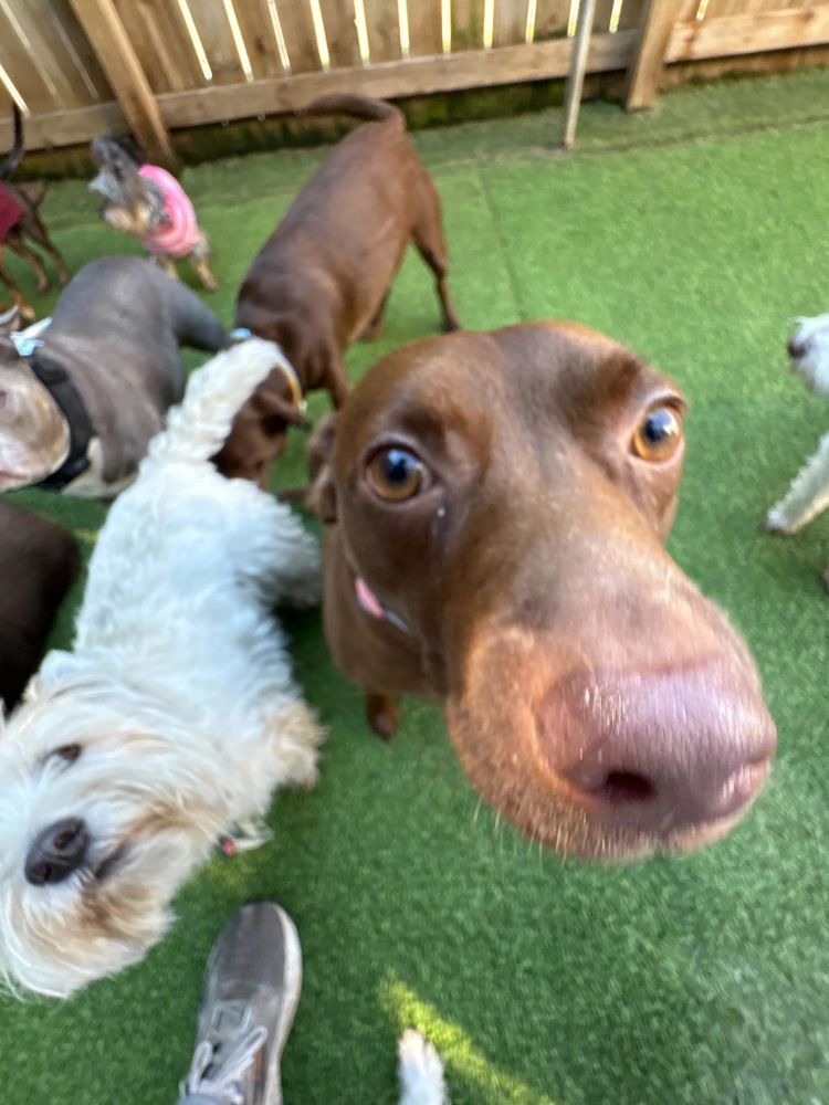 a brown dog puts his nose towards the camera and it becomes so large it obscures the rest of his body. other dogs mill around off to either side.
