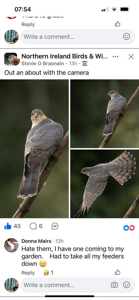 A screenshot from a FB group on birds and wildlife, so you know how this will go. 
3 very good photos of a Sparrowhawk. 
There is a comment stating: Hate them. I have one coming to my garden. Had to take my feeders down. 
