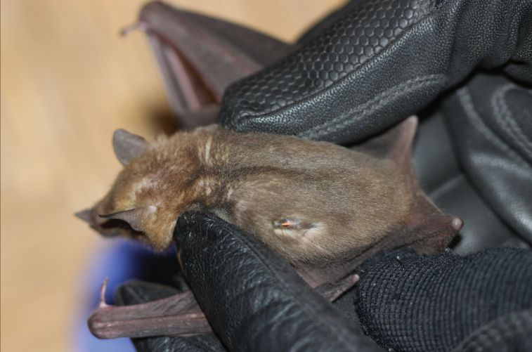 Female lesser long-nosed bat, captured about 1 year after tagging, with PIT tag partly extruded from skin. Photo by Winifred F. Frick. (Figure 4 in our JNABR paper)
