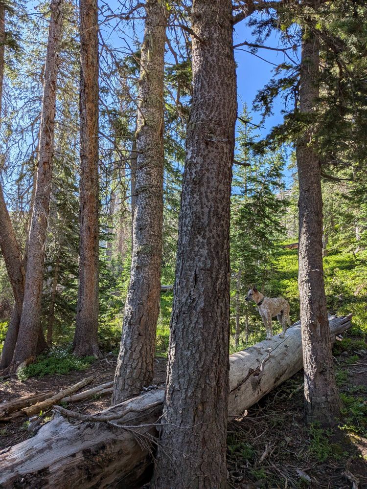 Bruce--our dog--on alert atop some deadfall by our campsite 
