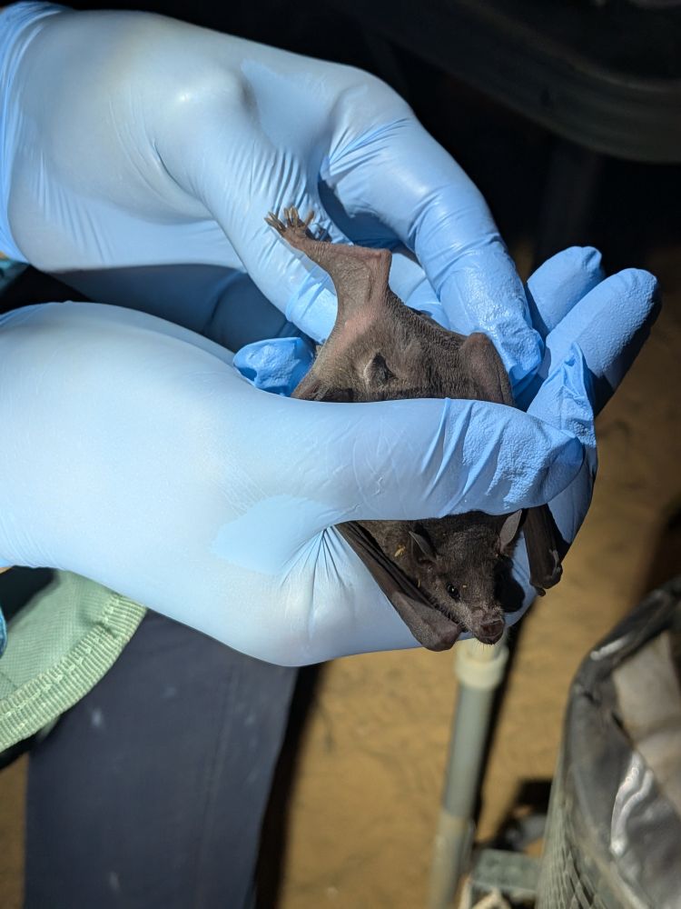 Lesser long-nosed bat with a passive integrated transponder (PIT) tag 