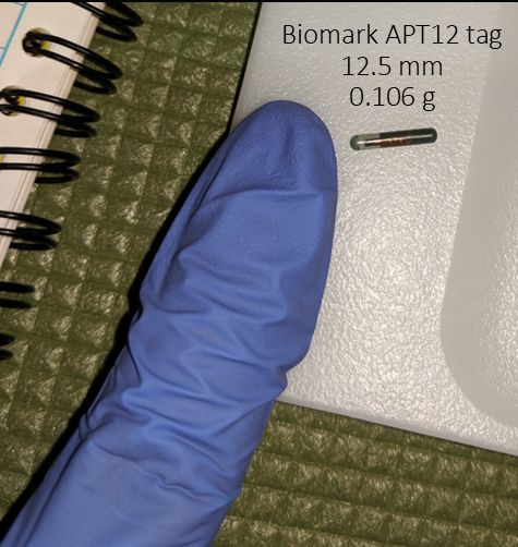 Passive integrated transponder (PIT) tags are like the microchips you might use in your cat or dog. They're tiny and lightweight, making them useful for a variety of species including bats. One is pictured here with my index finger