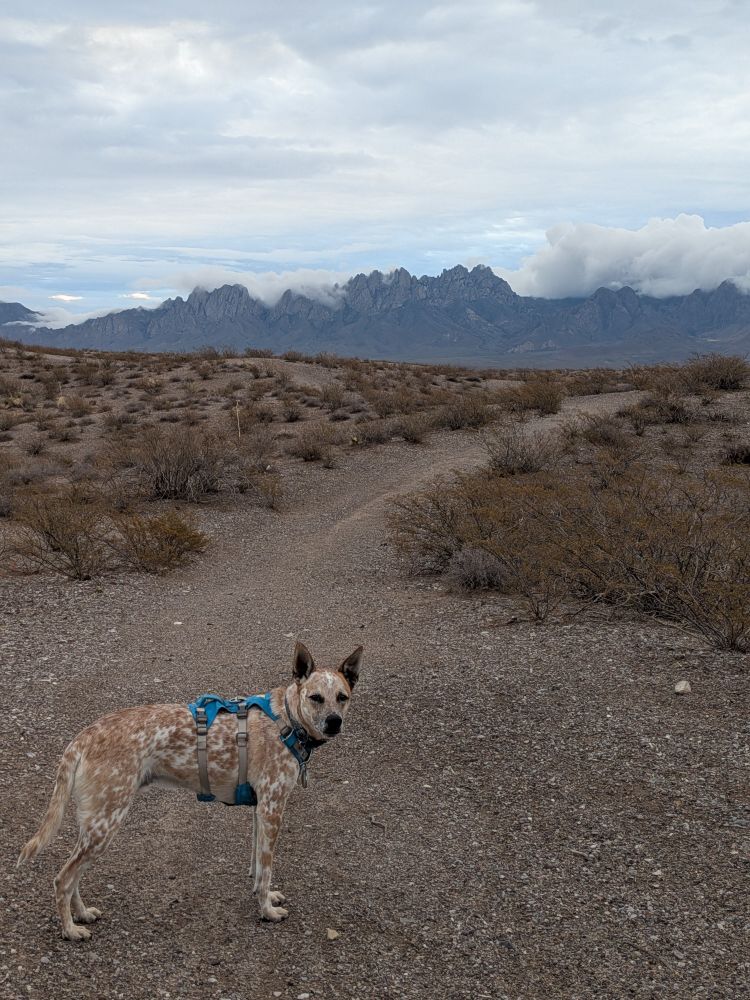 The same red heeler mix pup, Bruce, a year later on a trail in front of the Organ Mountains