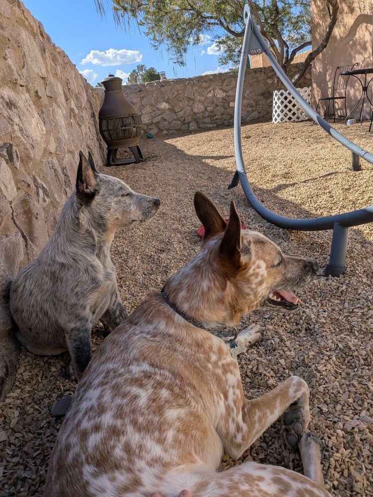 Zoe and Bruce (blue and red heeler mixes) enjoy the shade in the yard