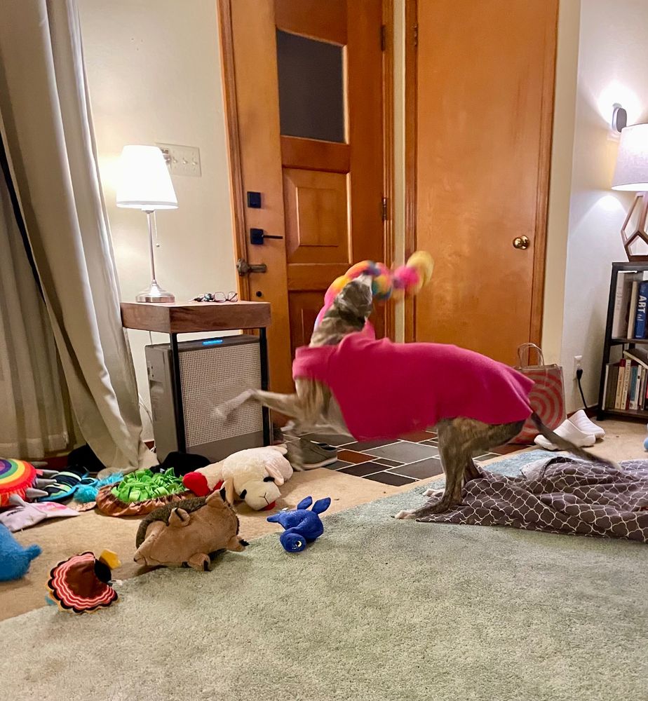 A brindle greyhound in a pink coat,her neck bent back with her head tilting up as she snaps a long rainbow colored plush caterpillar like a whip over her head in my living room, which has as few breakable things as possible on account of dogs that violently hurl their toys to play with them