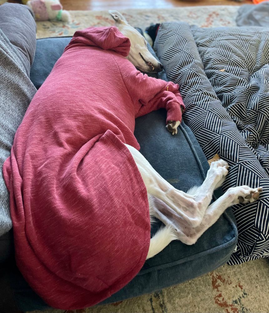 Little white greyhound in a pink coat curled on her bed fast asleep