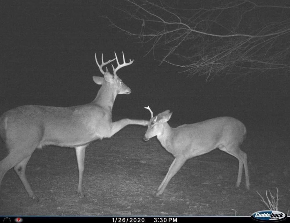 a deer being lobotomized (tapped with the hoof on the head) by another deer