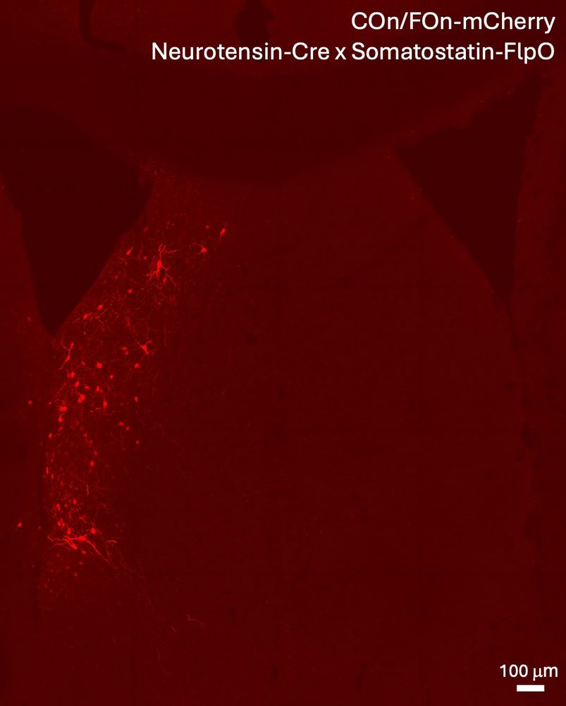 A Cre- and FlpO-dependent viral vector conferring expression of mCherry was infused into the lateral septum of mice expressing Cre driven by the neurotensin promotor and FlpO driven by the somatostatin promoter. 
