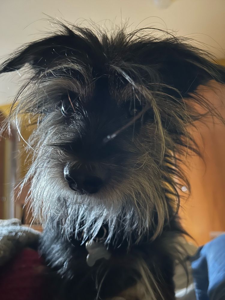 Xander Blue is a 12 yo Yorkie mix
