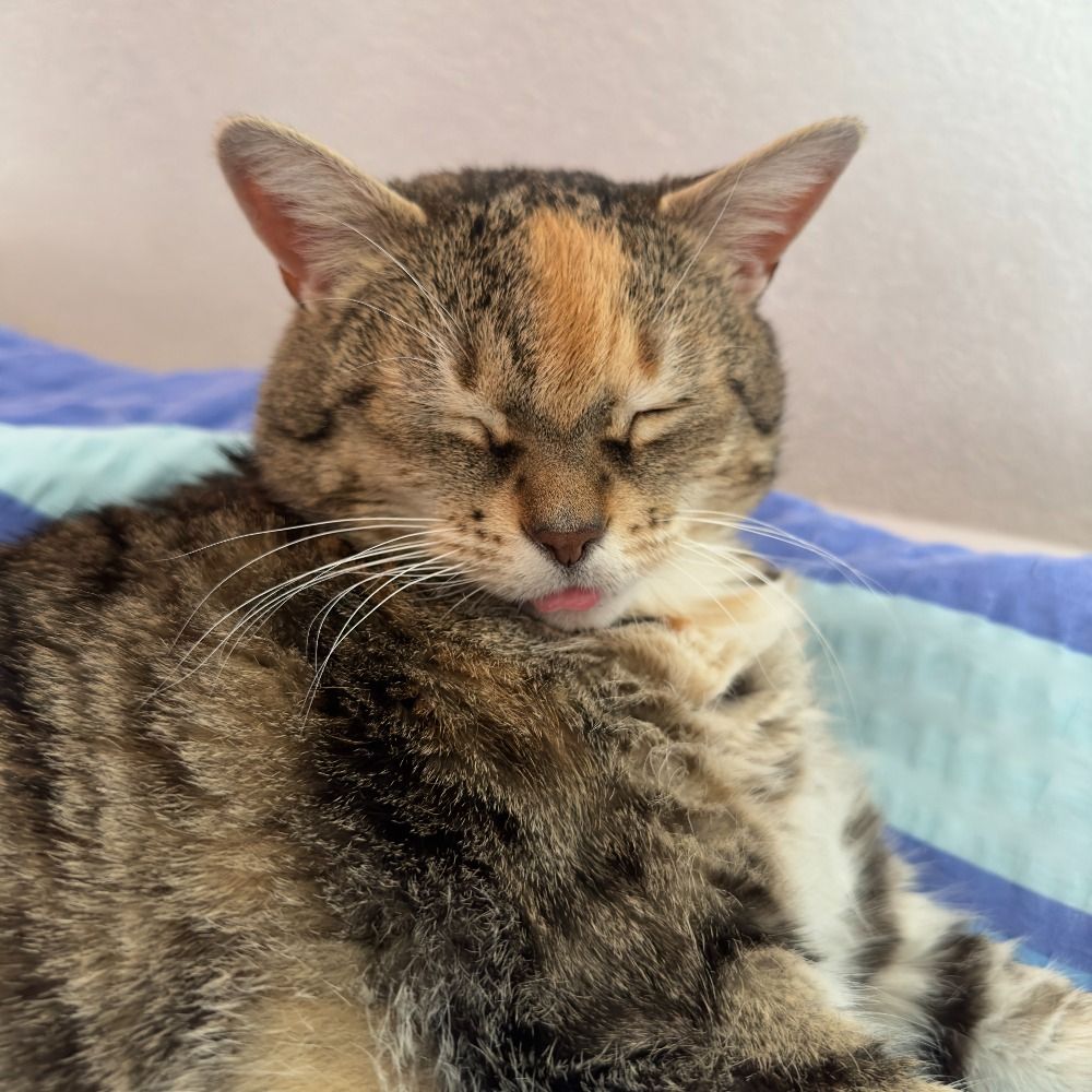 cute cat
