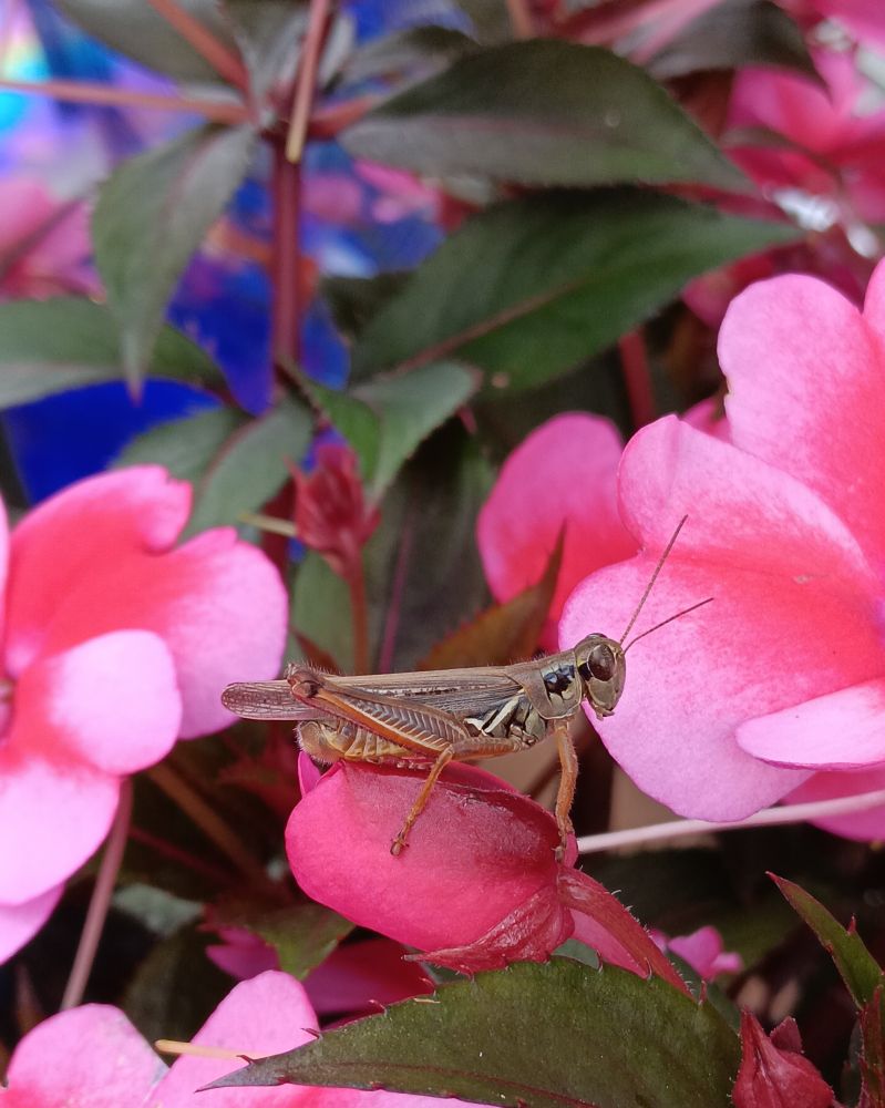 Grasshopper on a pink Sunpatien with green leaves and a blue gazing ball in the near background.