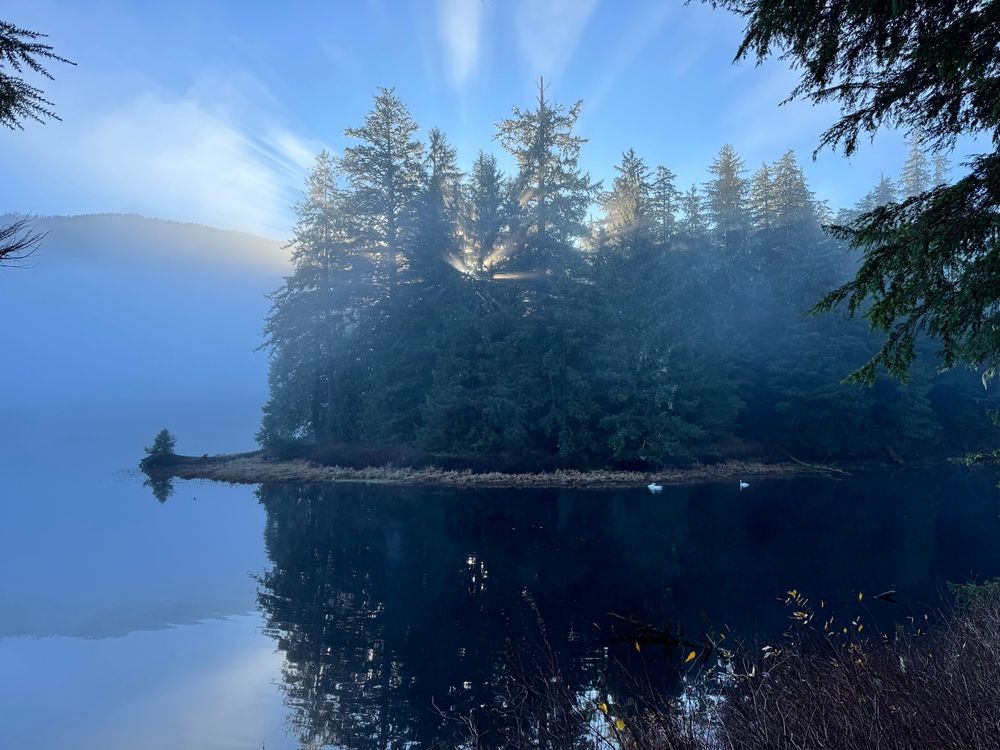 Light beams thru conifers above a lake where 3 swans swim