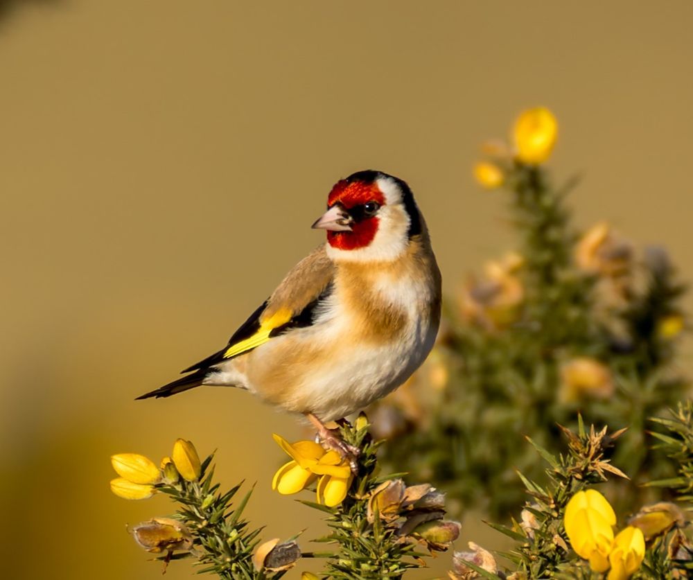 Photo of a small bird, perched on a branch, with yellow flowers.