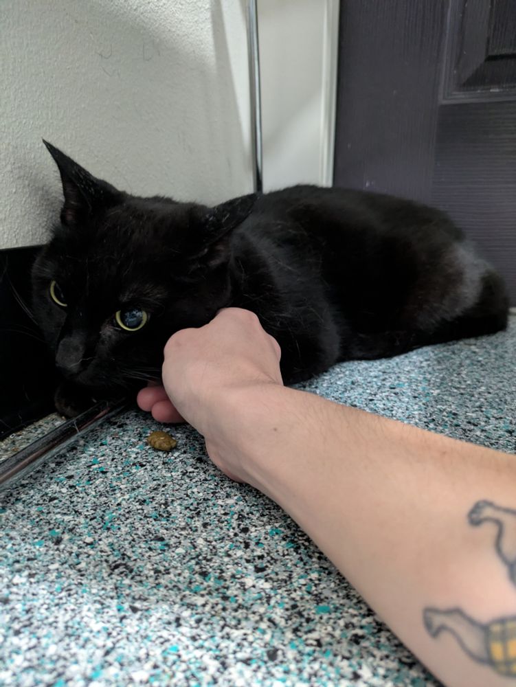 picture of marty (black cat) hiding under a chair at the vet looking anxious while i pet him