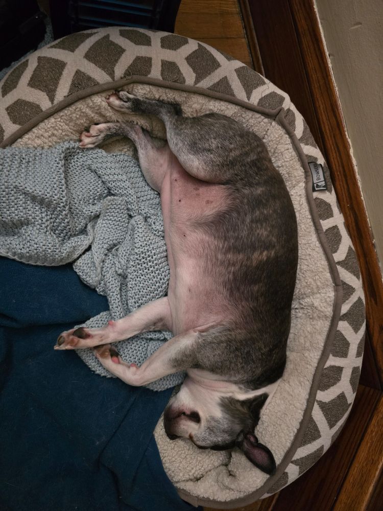 A chonky Boston terrier laying in a pet bed