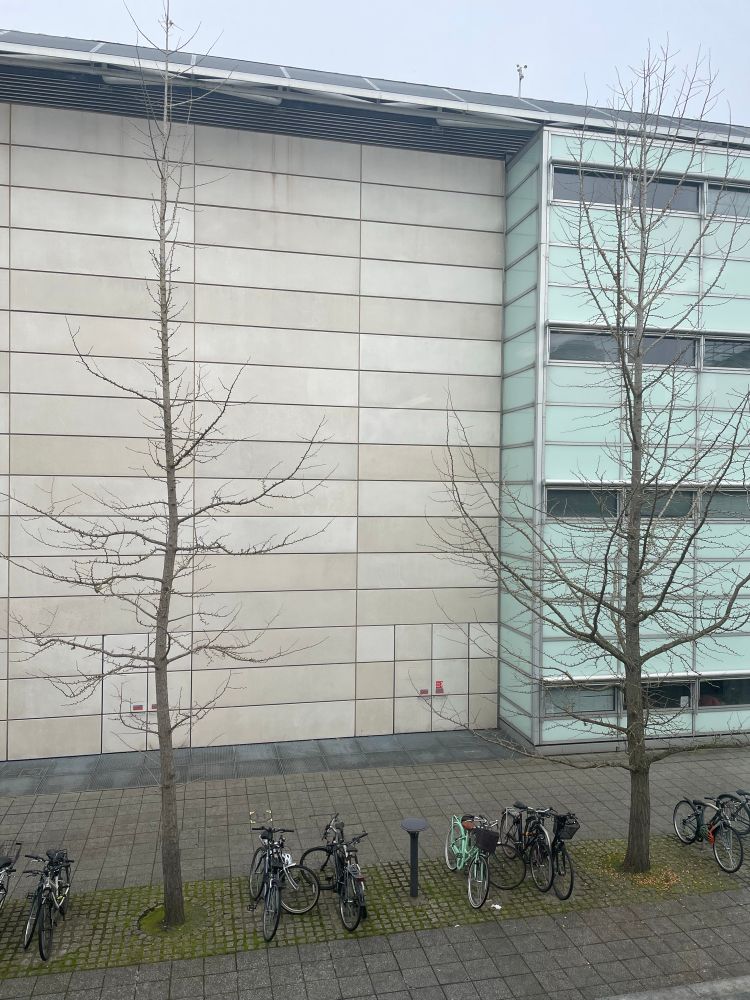 Two ginkgo trees outside the library in winter, with no leaves.