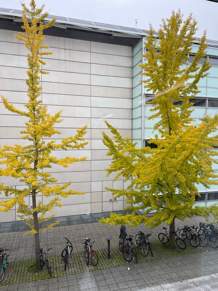 Two ginkgo trees outside the library in autumn, with yellow leaves.