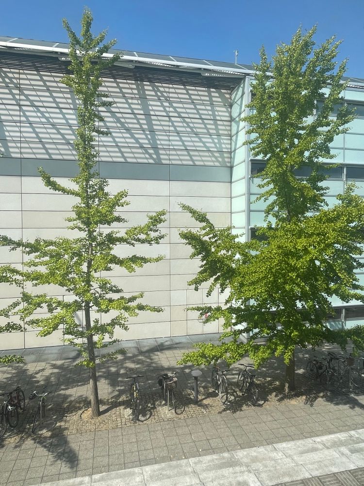 Two ginkgo trees outside the library in spring, with green leaves.