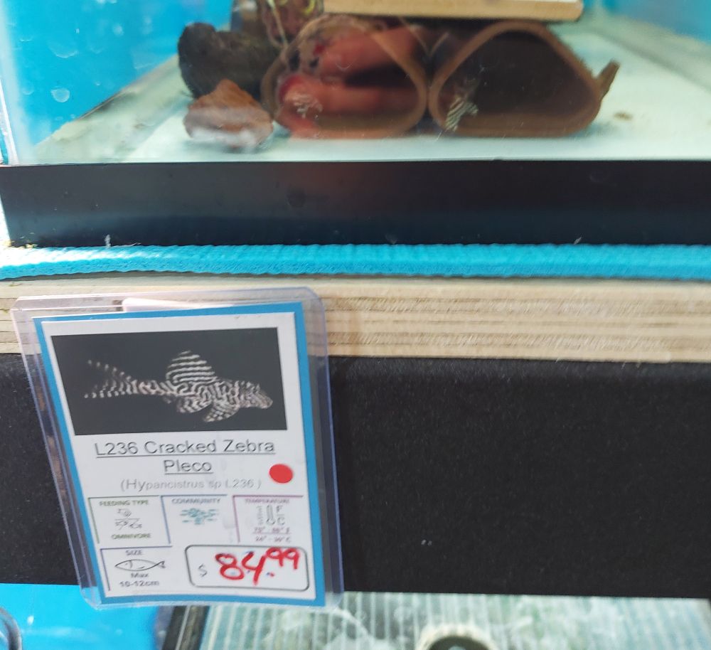 fishtank at the petstore with the lable "cracked zebra pleco" its 84.99 canadian