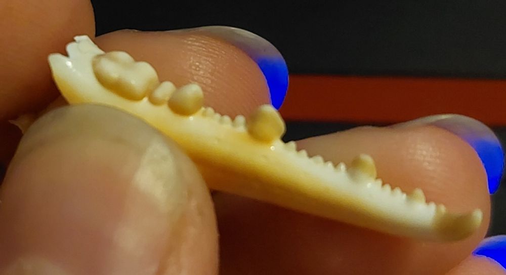 piece of the bottom half of a crab pincer. the first bump close to where the joint would be is molar shaped, then followed by a pre molar and inscisor shape. after that, most of the claw is a series of tiny bumps with canine shapes spaced between around 4 to 5 tiny bumps. similar to the front teeth on a dog