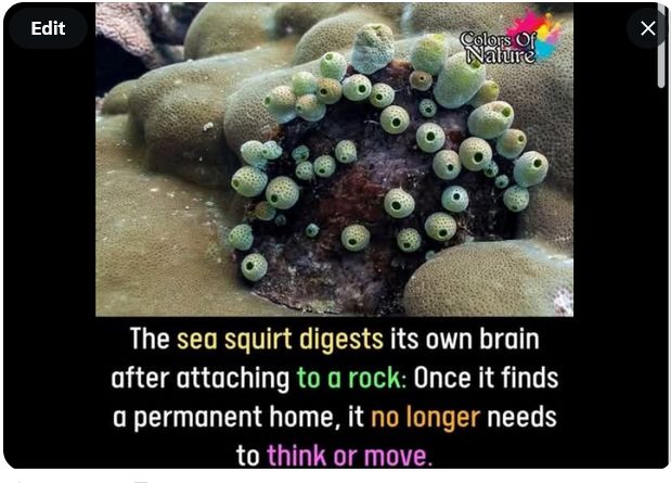 The sea squirt digests its own brain after attaching to a rock. Once it finds its permanent home, it no longer needs to think or move.