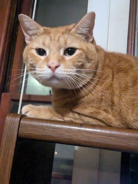 shoulder up view of an orange tabby cat, very large boy, with the cutest peanut whiskers ever