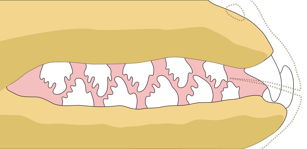 An illustration of the teeth they use to filter feed krill