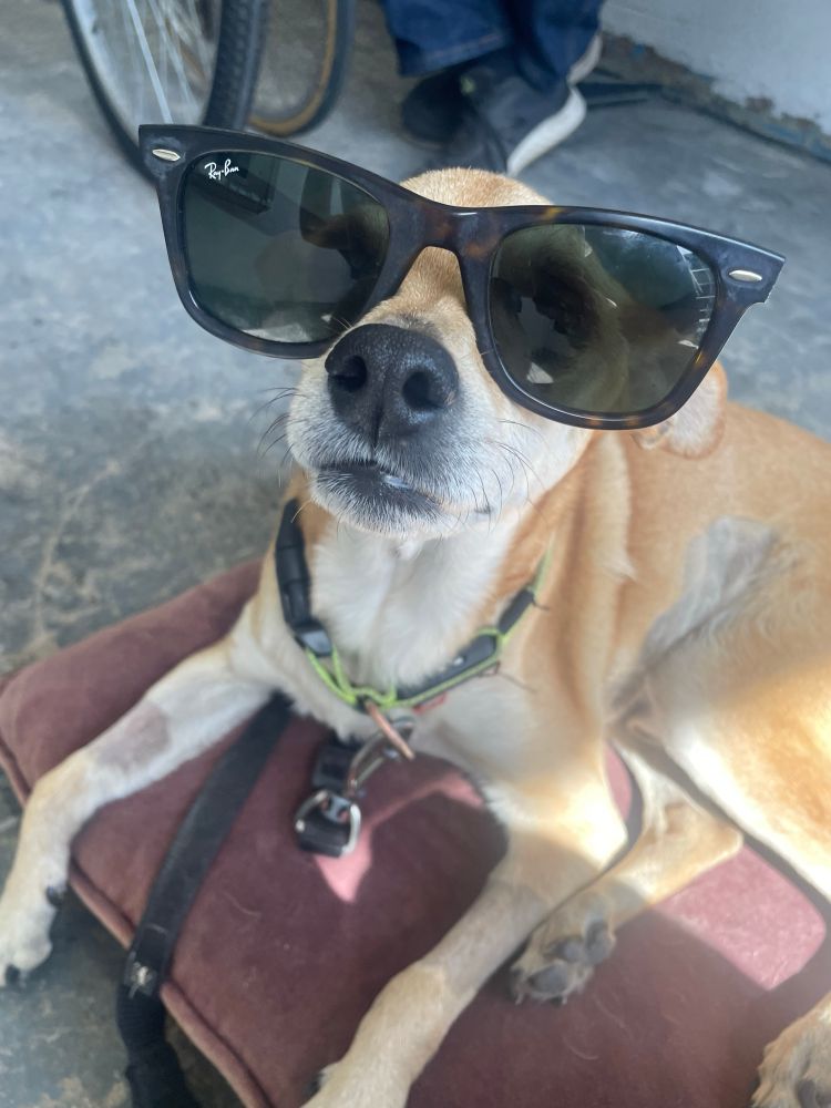 A small chihuaha/shiba inu mix dog rests on a red pillow on the ground. He is looking at the camera. Most importantly, he is wearing sunglasses. This picture rules 